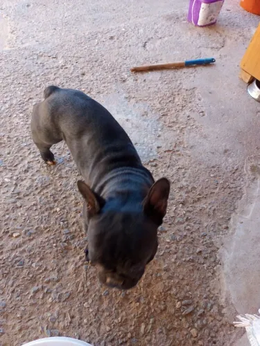Vendo 2 bulldog francês fêmea uma cinza a outra preta