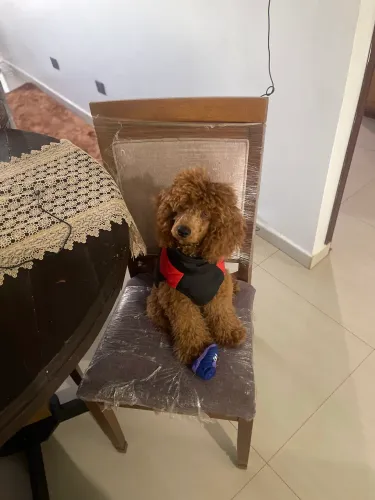 Poodle anao 6 mês, vacinado. 