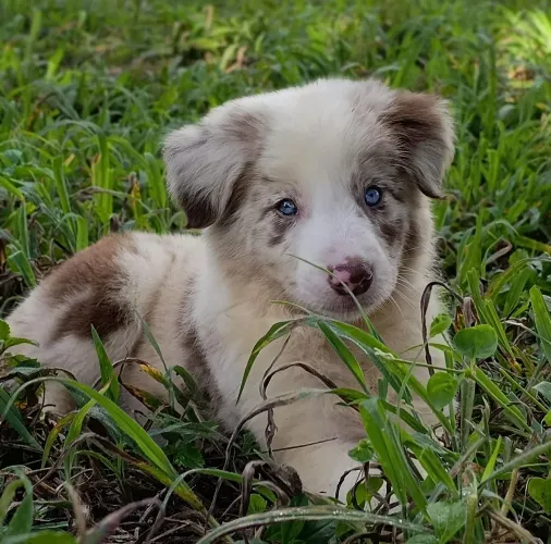 Filhotes de Border Collie cores exóticas 