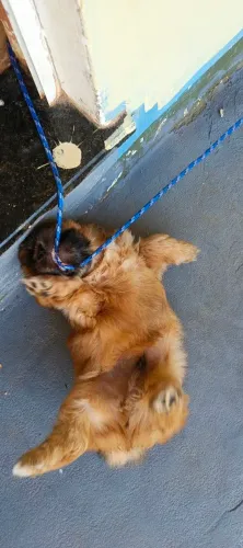 Shi-tzu