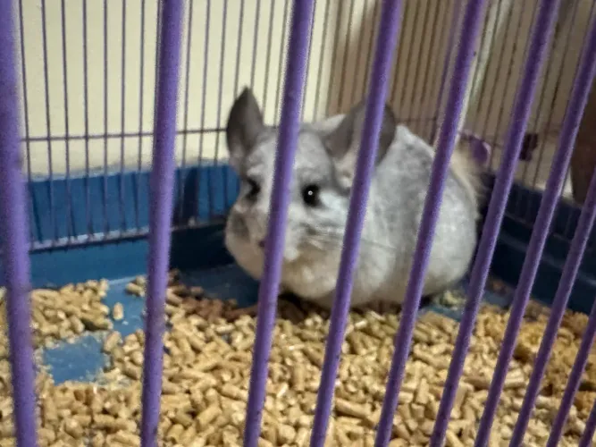 Chinchila mosaico macho 8 meses 