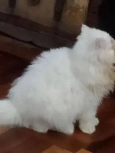 Lindo persa branco f