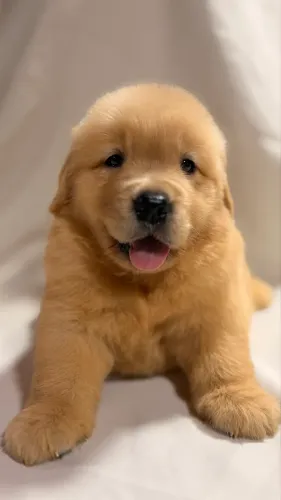 Filhotes de Golden Retriever