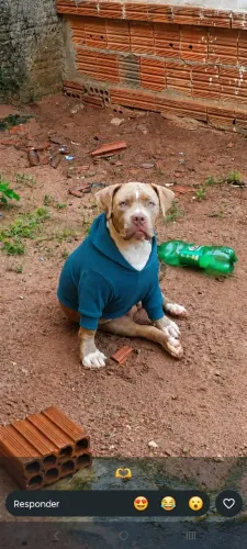 Cachorro Pit Monster