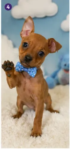 Cãozinho super dócil Pinscher/Pincher/Pinsher/Pintier