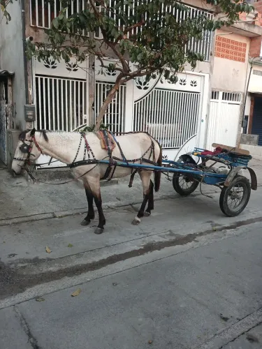 Vendo cavalo de 3 anos engatado , ligeiro