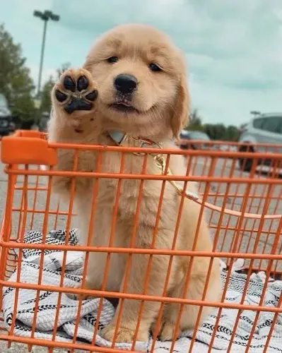 Golden Retriever ? Aquele Companheiro que Todo Mundo Ama