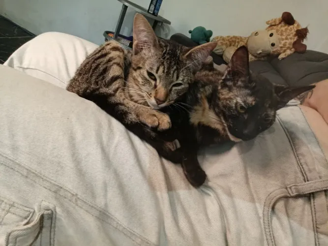 Doação Gato 6 meses