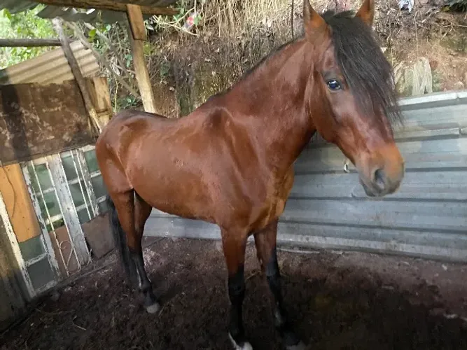 Cavalos