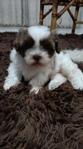 Filhote de shih Tzu
