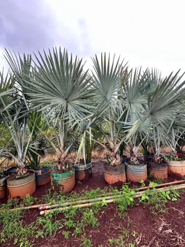 Bismark palmeira azul