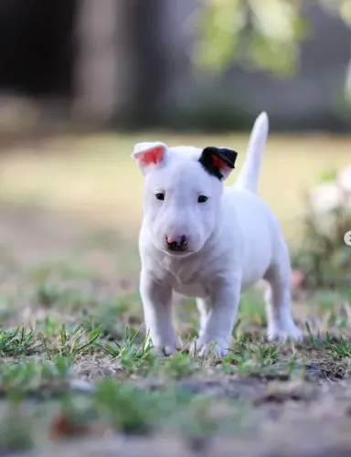 Bull Terrier,Bull Terrier Filhote Linda Linhagem Disponível