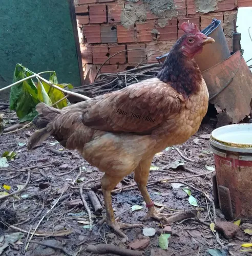 Galinha de quintal