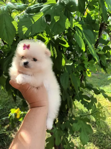 Lulu e spitz lindos