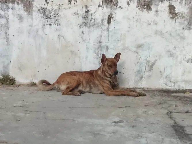 Cachorro para adoção