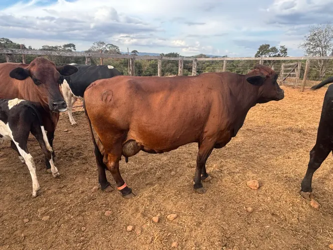 Vaca leiteira