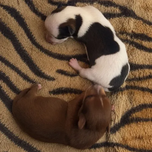 Filhotes de Pinscher 1