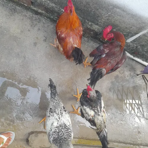 GALOS E GALINHAS 