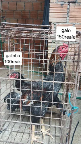 galo e galinha carioca