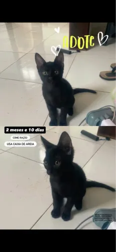 Adoção gatinho macho 