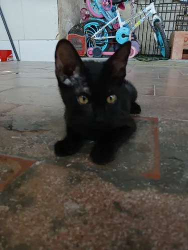 Gata fêmea de 3 à 4 meses.