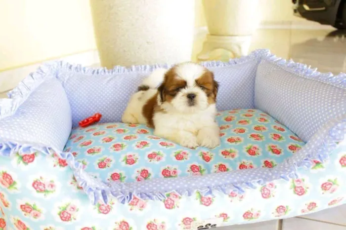 SHIHTZU com pedigree CBKC 