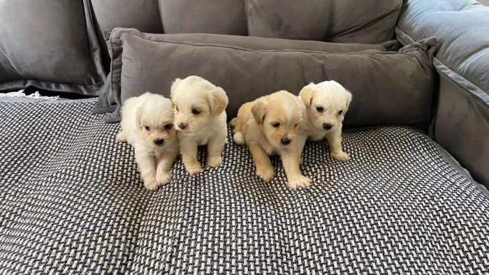 Mae Shih Tzu e pai Poodle