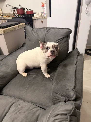 Bulldog Francês