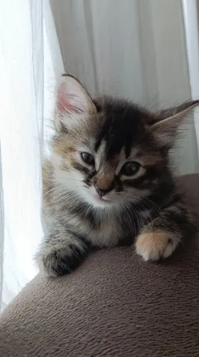 Doando Gatinha Filhote