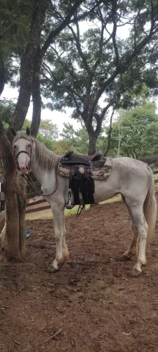 Égua mangalarga paulista