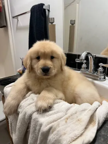 Golden Retriever charmoso 