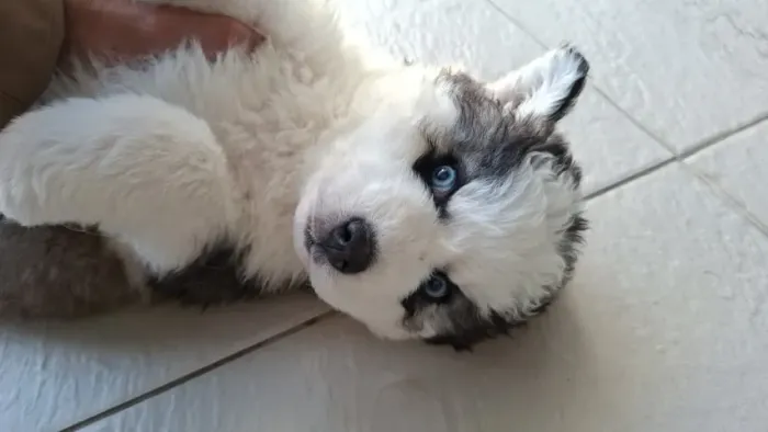 husky