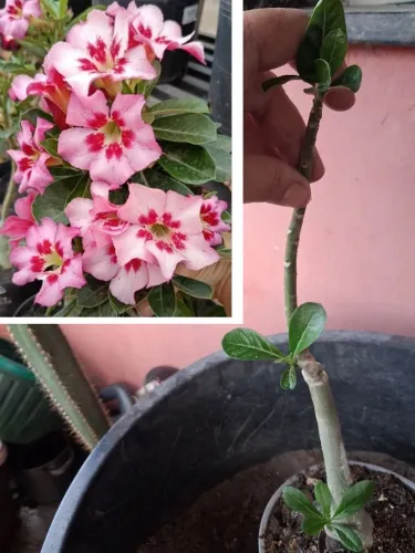 Rosa do deserto 