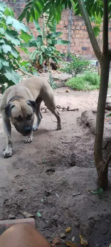 Doação de Pitbull Monster