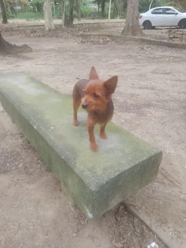 Cachorrinha, doação