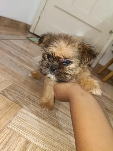 Vendo 1 Filhote de Shitzu Macho para sair Rapido