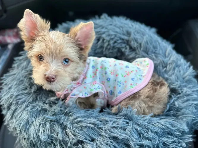 Yorkshire merle mini rara