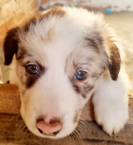 Filhotes Bordercollie 