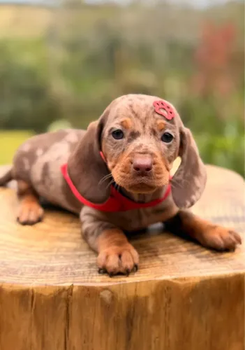 Dachshund Linguicinha Filhotes