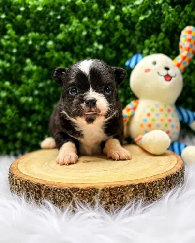 Chihuahua dos sonhos está aqui- Contrato e qualidade!
