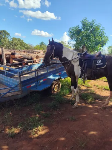 Cavalo pampa