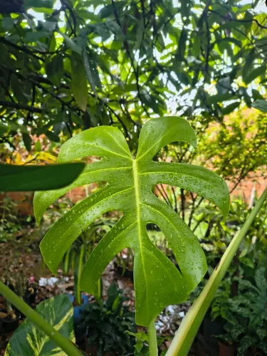 Planta Costela de Adão