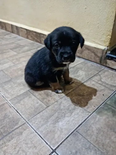 Doação de lindos bebês cachorrinhos