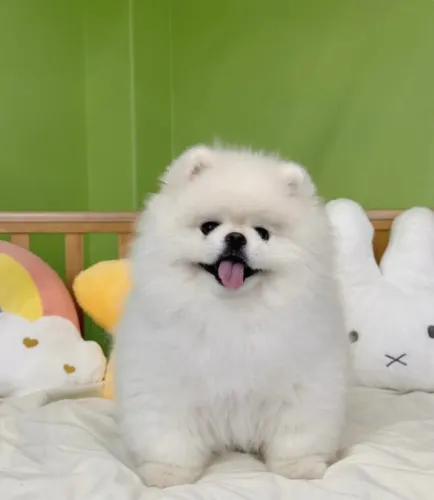 Cachorro Lulu da Pomerania carinho e amor todos os dias para voce!