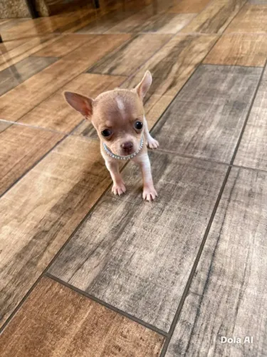 Pinscher zero