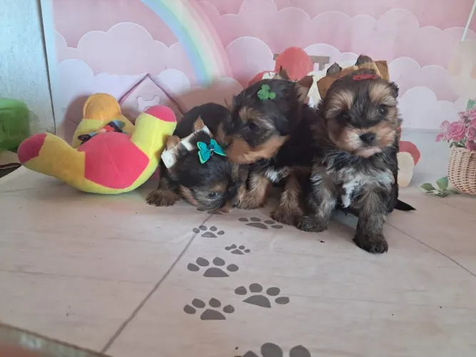 Yorkshire terrier micro 