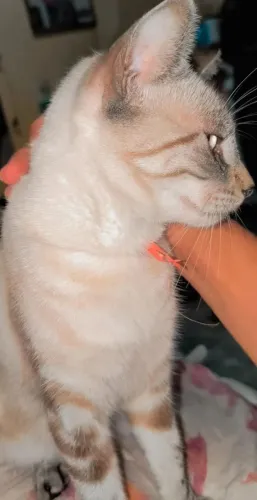 Doação gatinha