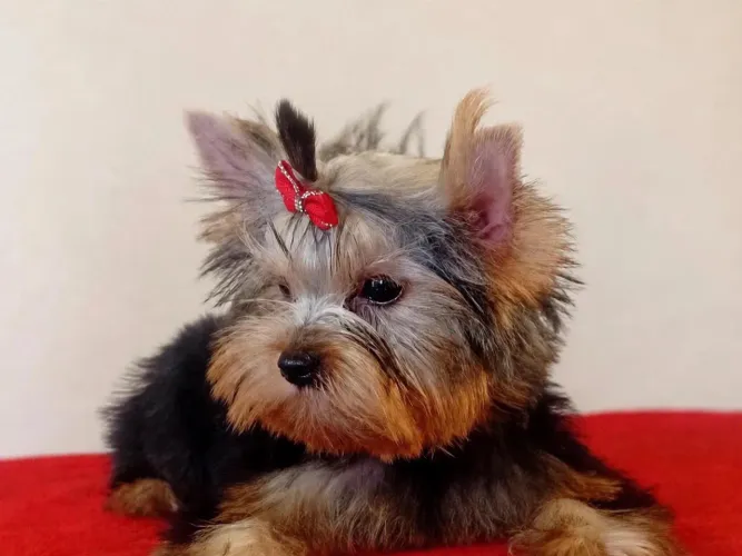 Filhote macho de yorkshire Terrier com pedigree