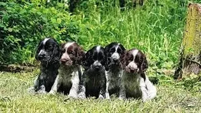 cocker spaniel Doce presença