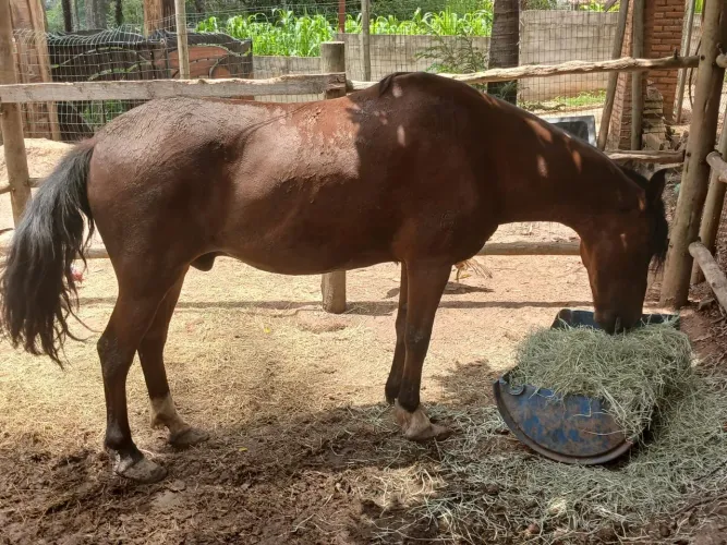 Cavalo Manga larga